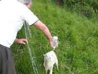 20140523 175950  The lambs are only 1 month old