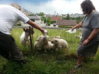 20140523 180046  A couple caring for a flock above Chernex