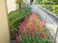 20140528 183511  May 28 - weeds or flowers?