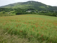 20140529 160655  May 29 - poppies in St-legier
