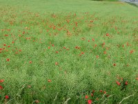 20140529 160843  Poppies and mustard