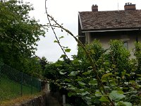 20140531 101423  May 31 - kiwi on the way to garden