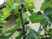 20140531 113811  Figs growing