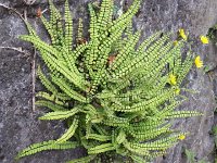 20140531 114001  Fern on the retaining wall of Route de Chernex