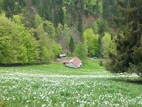 20140510 133054  A better bloom on this south facing slope above Saumont