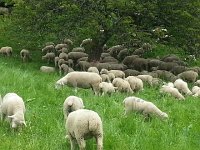 20140510 135931  But sheepies gotta eat too, right?