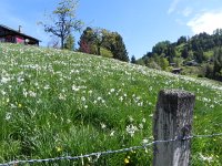 DSCN1414  We were in search of the &#34;snow of May&#34;, the wild narcissus that survives in ungrazed meadows along the Riviera