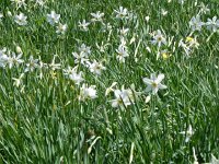 DSCN1415  There is a whole association here dedicated to the protection of this phenomenon