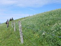 DSCN1416  Fence line contrasts show that the narcissus need to be protected from grazing and trampling herds.