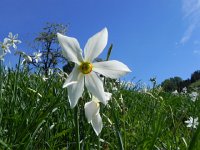 DSCN1417  The flowers are striking