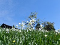 DSCN1418  and in places profuse