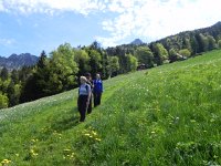 DSCN1435  As Nermont was north facing the bloom was not very advanced