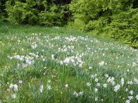 DSCN1437  The smell was wonderful