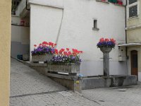 DSCN1439  Tulips in the center of Chernex