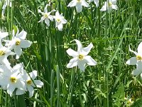 20140524 135052  Blooms I