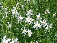 20140524 135057  Blooms II