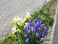 20140524 150733  Cultivated iris above Chernex