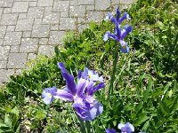 20140524 150749  Iris detail