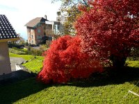 20141101 140927  Flaming Japanese maple on le Sentier de la Fin de Pallens