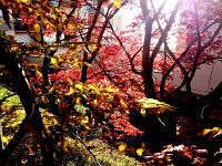 20141101 153801  Inside the foliage on Route de l&#39;Ancien Stand