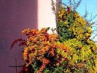 20141102 094028  We admire the berries