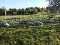 20141102 101321  Near Brant, some sheep