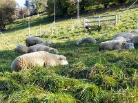 20141102 101353  snoozing in a pasture that will soon be someone&#39;s yard