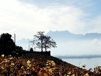 20141102 104953  Vineyard and train stop