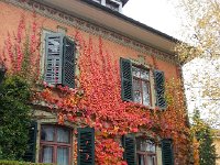 20141103 113928  3 Nov-Vines and house in Bern