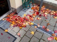 20141104 083924  4 Nov - Sweet gums leaves by the front door