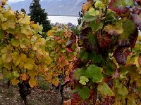 20141104 084410  Down through the vineyard