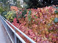 20141104 084533  and along  the MOB line at Collège