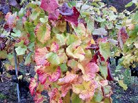 20141106 081916  6 Nov-the vines are endlessly beautiful