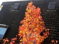 20141108 113838  8 Nov-the sweet gum tree, source of the leaves