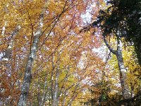 20141108 155900  Beeches and spruces