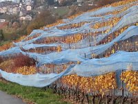 20141108 165835  Protection of the grapes..