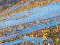 20141108 165917  from birds