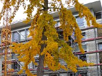20141112 142310  The gingko near my office in Bern