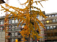 20141112 142330  Gingko and strolled garage
