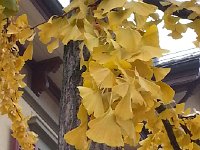 20141114 093447  14 Nov -Grandma&#39;s birthday and more gingko