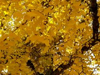 20141116 144653  Gingko in Chernex