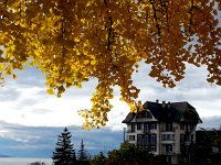 20141116 144702  Foliage