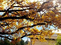 20141116 152716  More foliage, not gingko