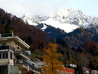 20141116 154458  The Chernex gingko from below