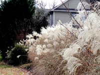 DSCN2693  Andropogon or something like it