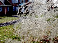 DSCN2694  Inflorescences