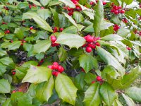 DSCN2707  Beautiful ornatmentals