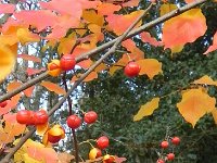 DSCN2708  More berries