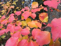 DSCN2709  and red understory plants