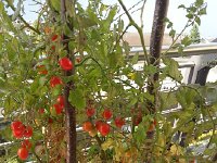 20141012 103248  Still getting tomatos on the balcony